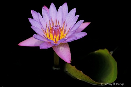 "Water Lily"