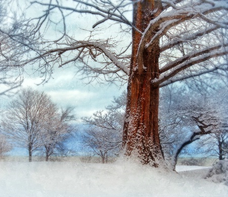 Trees by Lake Michigan in Winter