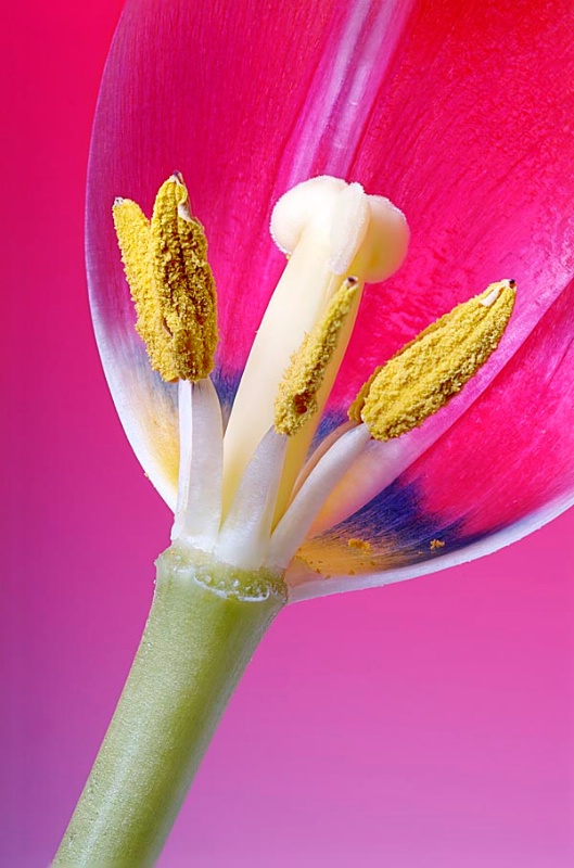 Pollen Portrait