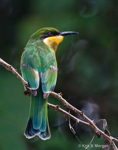 tz10-6727 - ID: 11372812 © Kristina Morgan