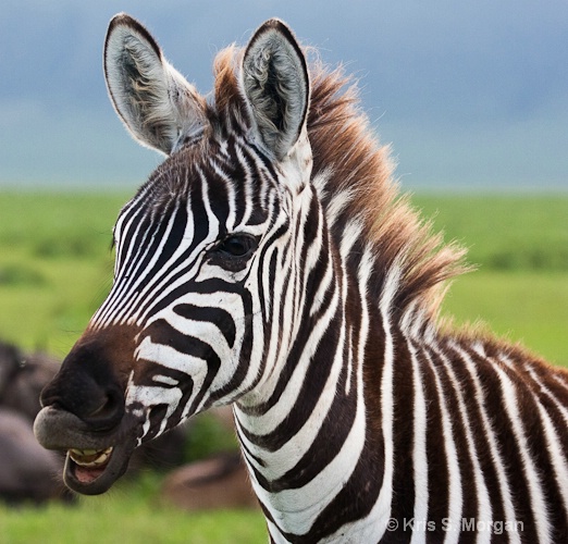 tz10-6973 - ID: 11372815 © Kristina Morgan