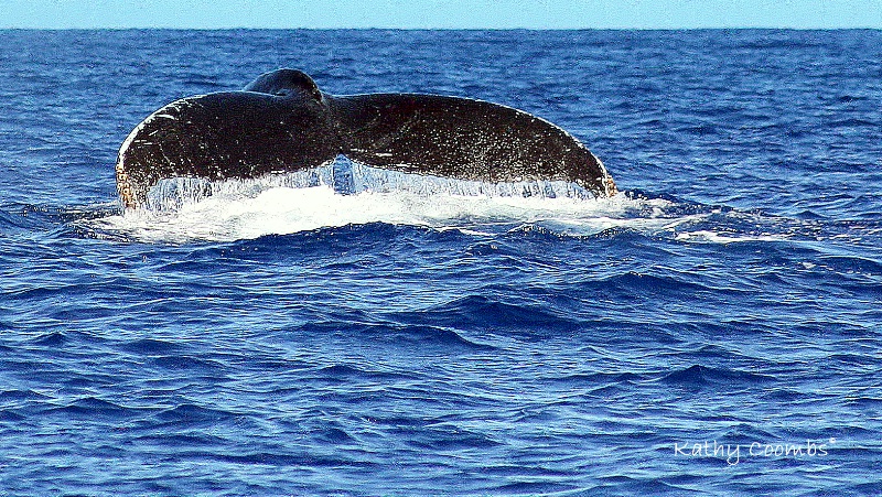 Humpback Whale Tail Diving.