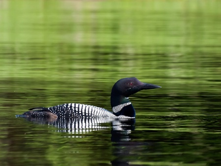 Connecticut  Lake Loon