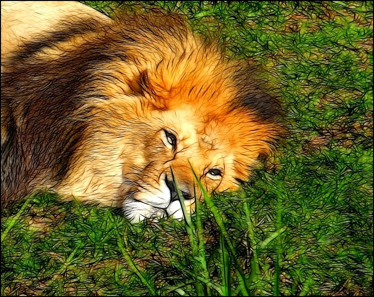 Lion in the Grass