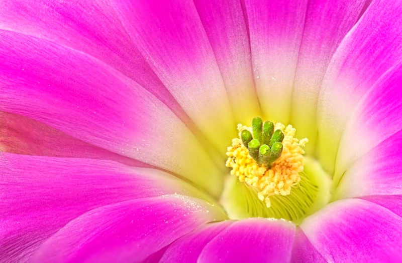 Cactus Closeup