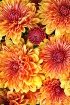 Seasonal sensatio...