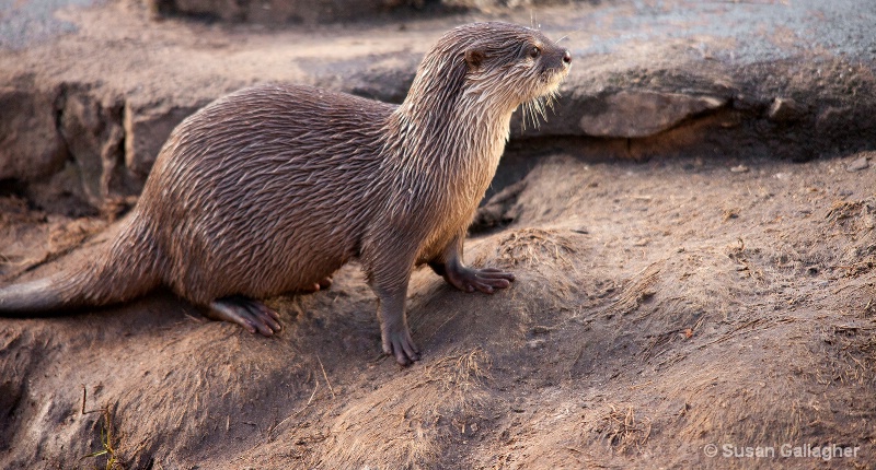 Otter 