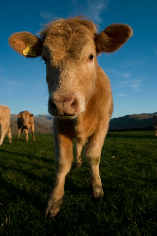 Castlerigg Cow - ID: 11513568 © Jim Miotke