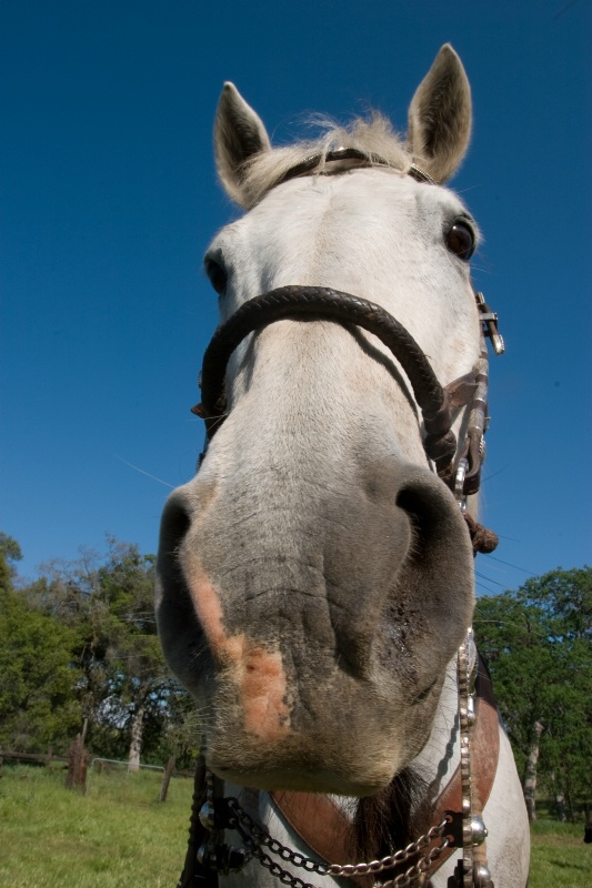 Wacky Wide Angle Horse - ID: 11513570 © Jim Miotke