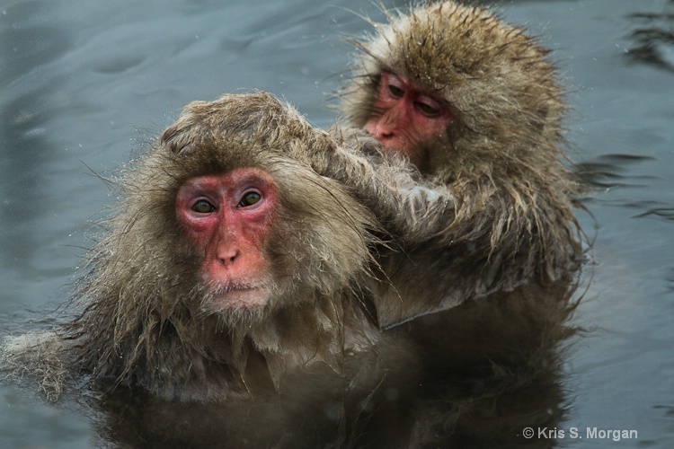 japan11-6962 - ID: 11540551 © Kristina Morgan