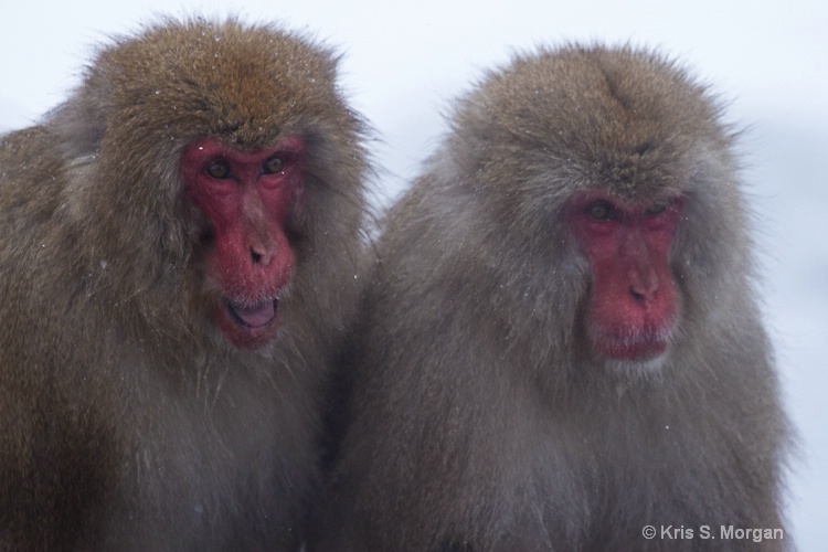 japan11-6996 - ID: 11540558 © Kristina Morgan