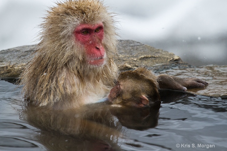 japan11-7068 - ID: 11540567 © Kristina Morgan
