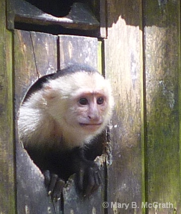 Roatan Monkey - ID: 11551131 © Mary B. McGrath