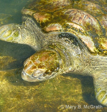 Grand Cayman Sea Turtle - ID: 11551133 © Mary B. McGrath
