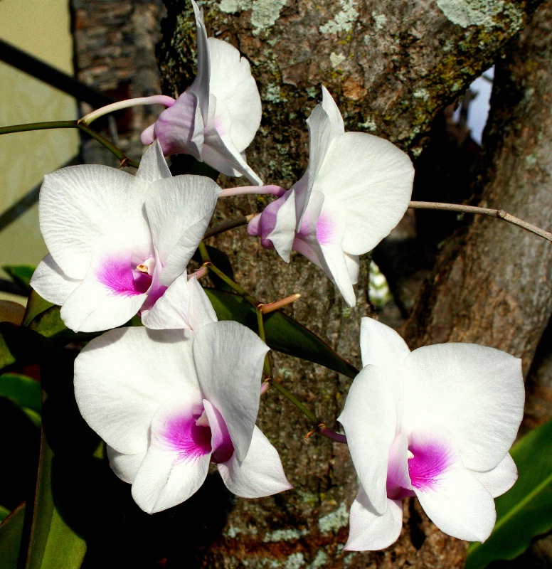 Maui Orchids