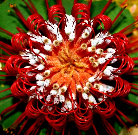 ~Maui Protea~