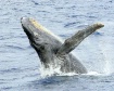 Humpback Whale, M...