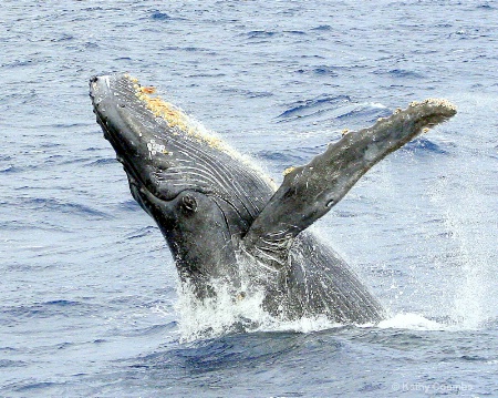 Humpback Whale, Maui.