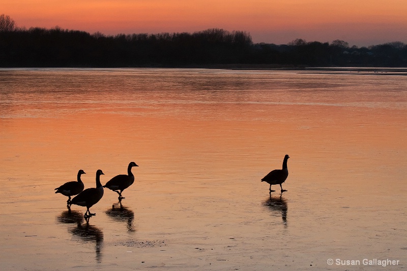 Geese At Dusk - ID: 11647599 © Susan Gallagher