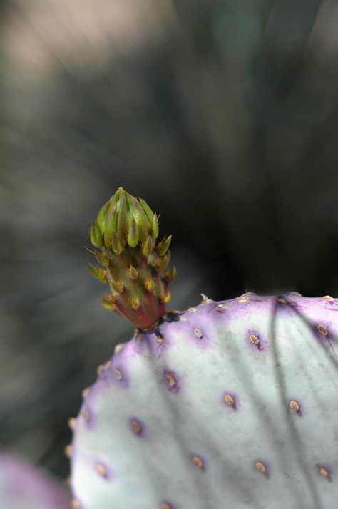 spring bud