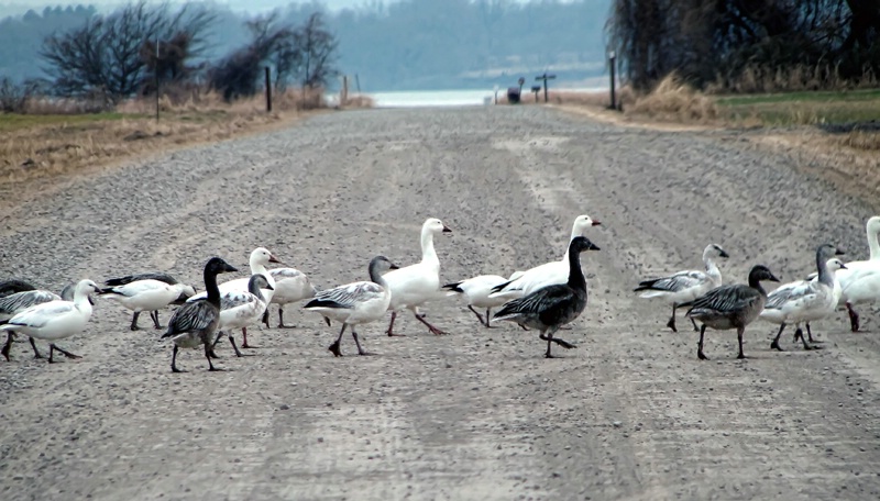 Why Did The Geese Cross The Road? - ID: 11670011 © Carolyn  M. Fletcher