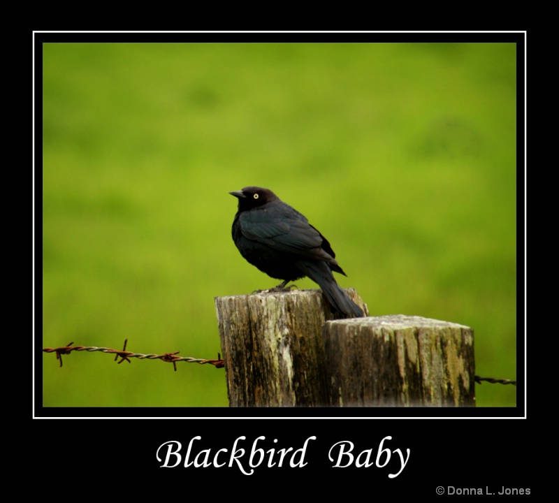 Blackbird Baby