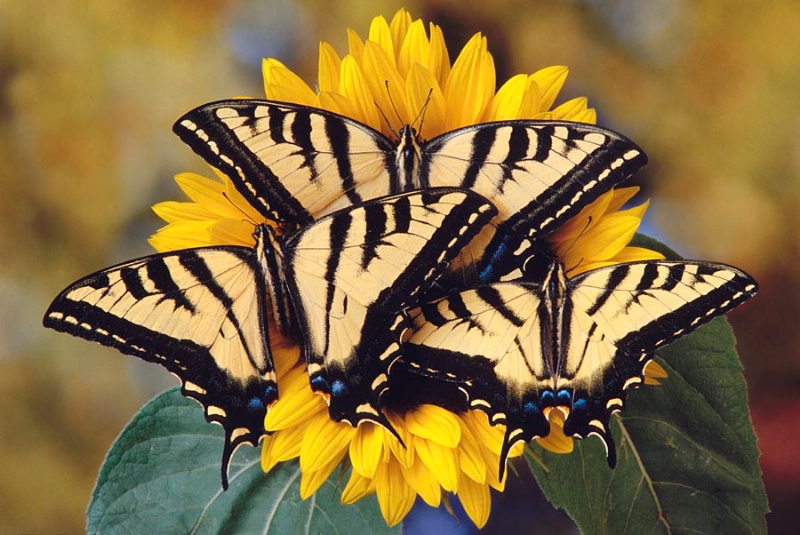 Butterfly Breakfast