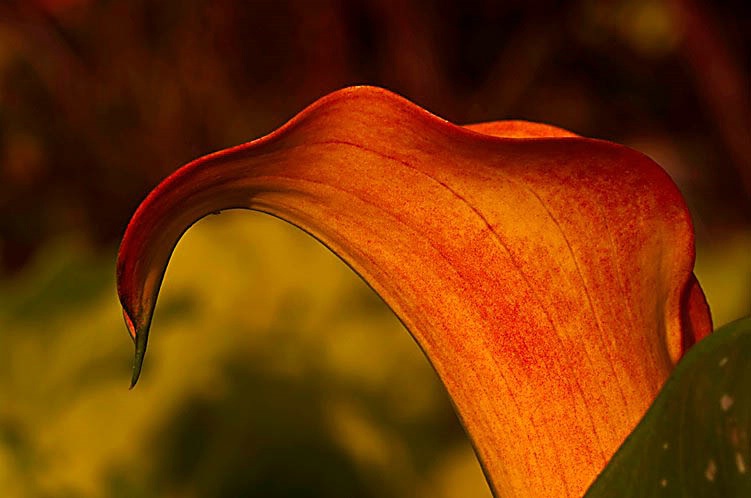 Calla Lily Profile