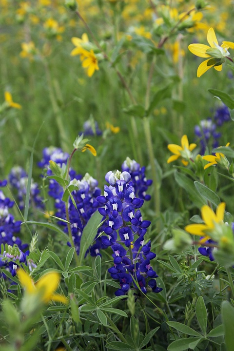 Bluebonnet Surrounded by Yellow