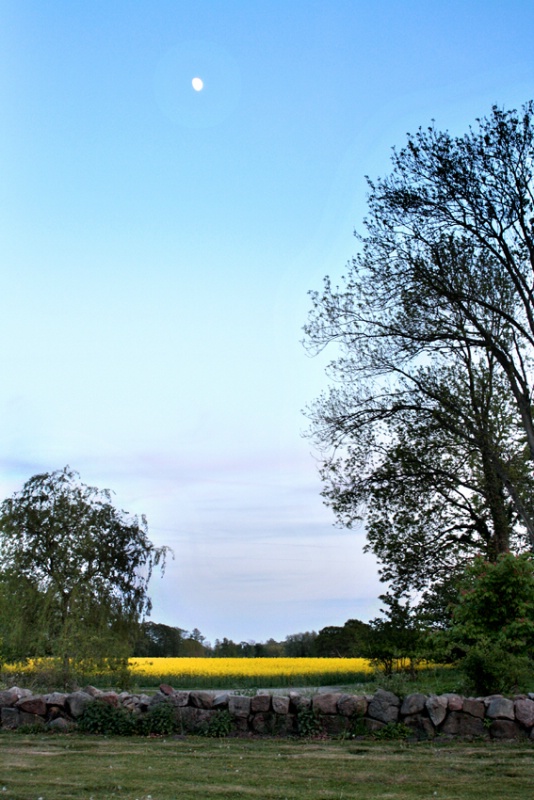 Evening Mood at Yellow Field