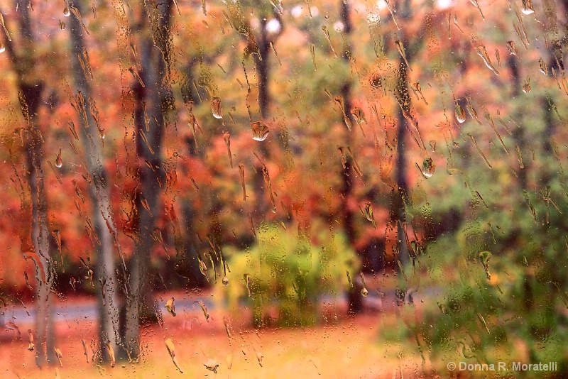 Autumn oaks on a rainy day