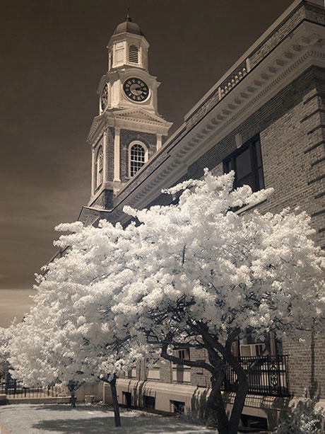 Town Hall and Cherry Blossoms