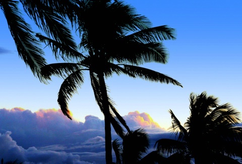 Palms in the wind..Maui.