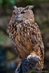 Wise Stare