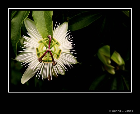 Passion Flower