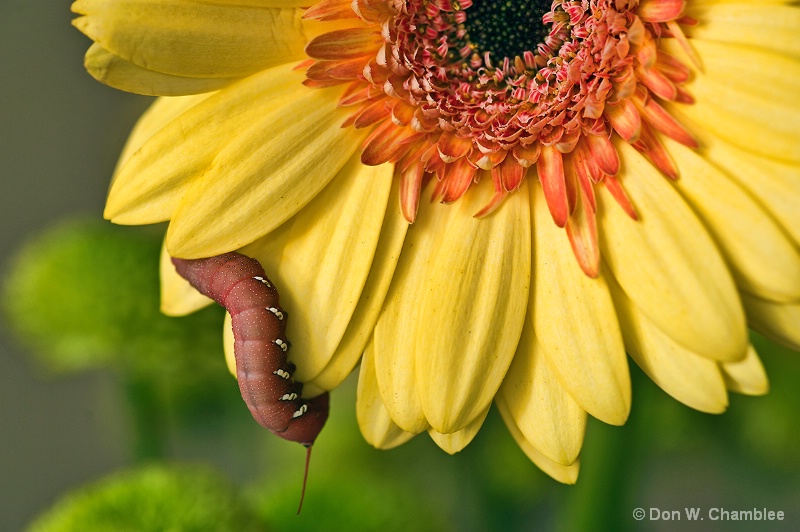 Caterpillar Flower