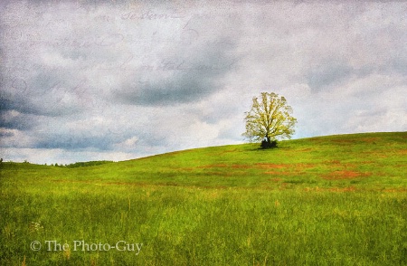 "Datha's Lone Tree"