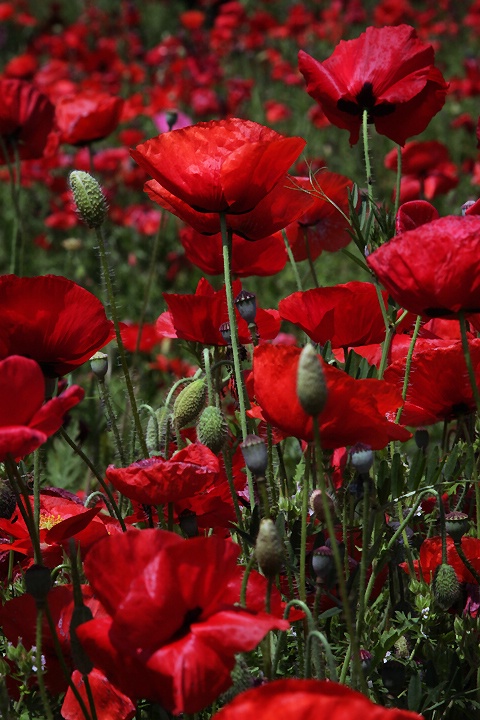 Red Poppy Many