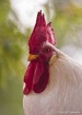 Chicken Portrait