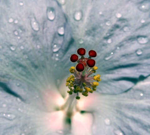 Blue Hibiscus 