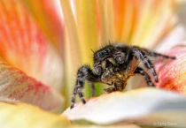Photography Contest Grand Prize Winner - July 2011: The Itsy Bitsy Hunter
