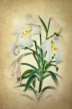 Easter Lily