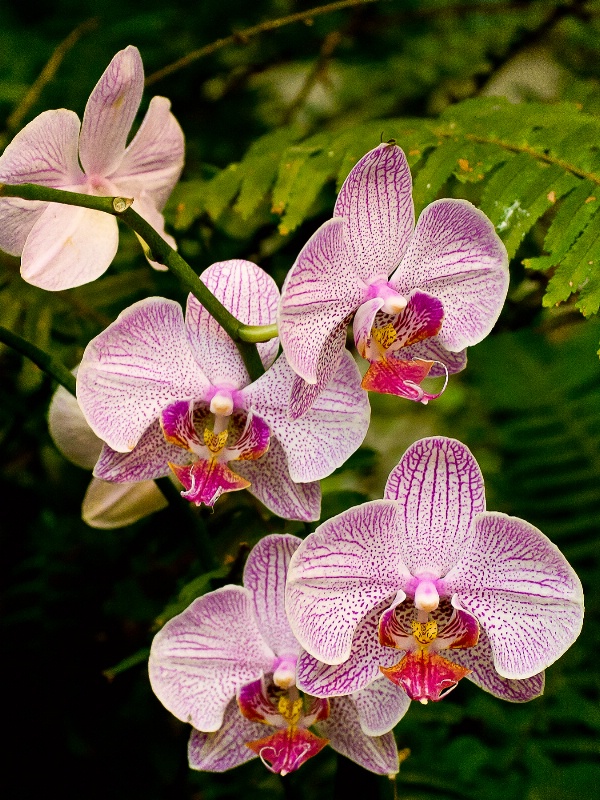 Lovely Orchids