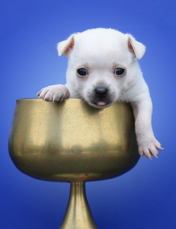 A Pup In A Cup 2