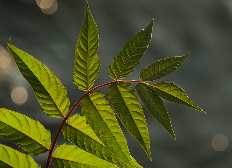 Sunrise Leaf