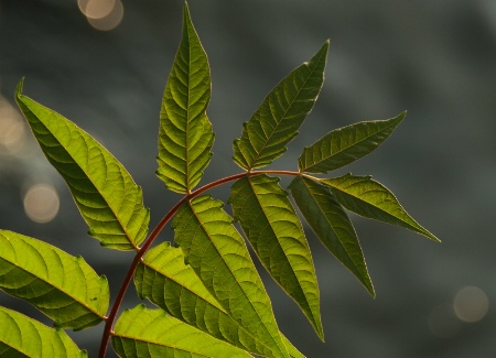 Sunrise Leaf