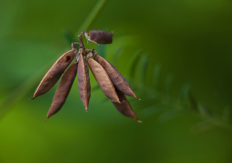 Seeds