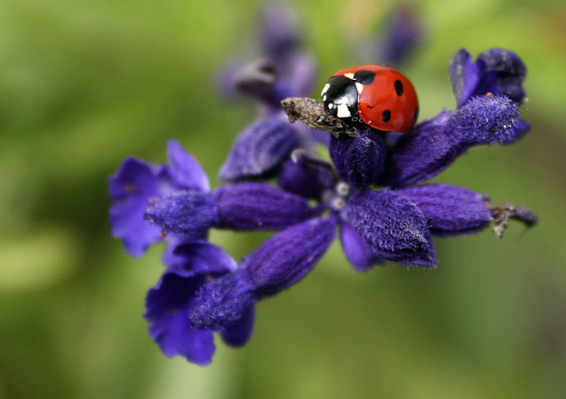 purple with bug