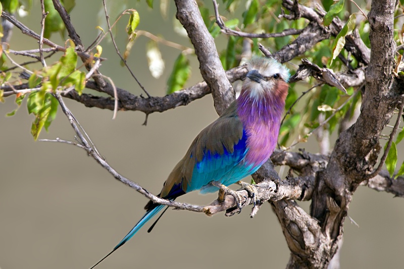 Lilac-breasted Roller # 2