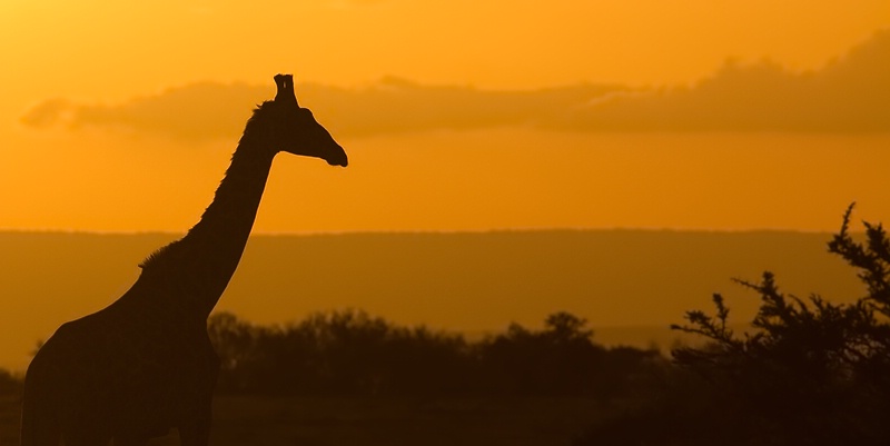 Giraffe Silhouette 